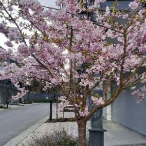 Meet your Posher, Allie